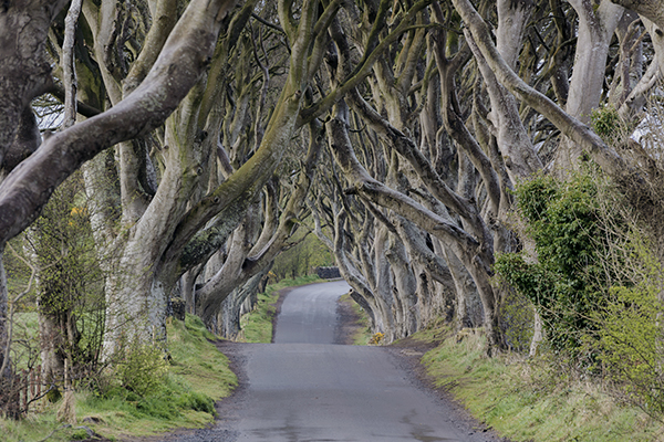 Ineinander verzweigte Bäume der Buchenallee Dark Hedges in Nordirland