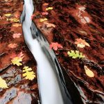 Fließendes Wasser, Herbstblätter, auf dem Weg zum Subway, Zion Nationalpark. © David Wirzba