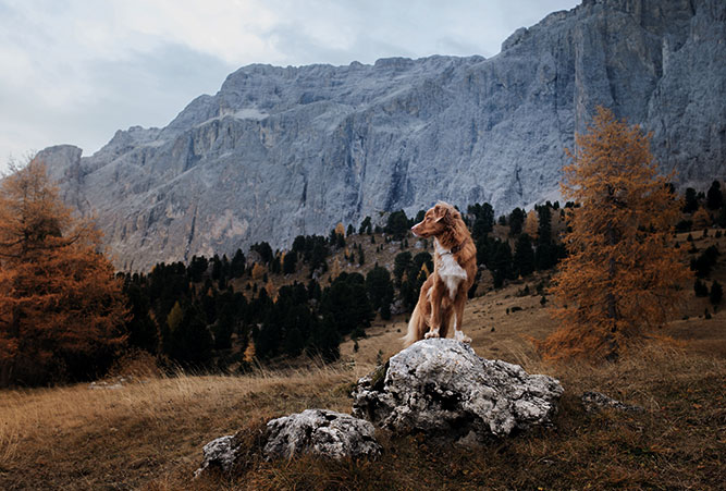 Hund in den Dolomiten