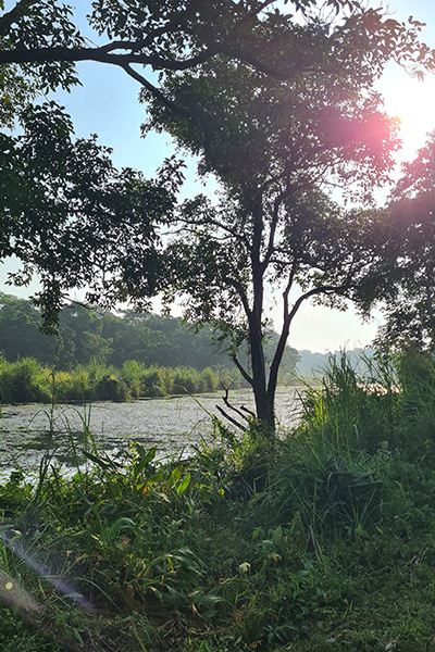 Dschungel im Chitwan Nationalpark, Nepal