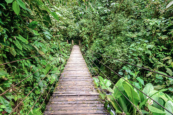 Holzbrücke im Mindo Nambillo Reservat