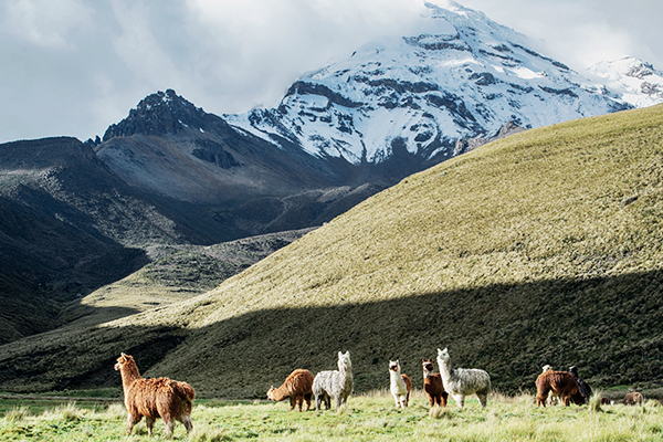 Alpakas vor dem Chimborazo Vulkan in den Anden