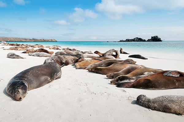 Eine Gruppe Seelöwen liegt am Strand auf den Galapagos Inseln