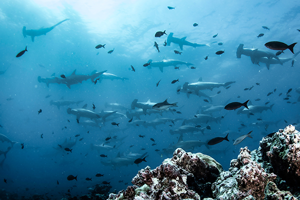 Hammerhaie und Fische beim Tauchen in Ecuador