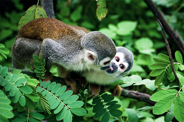 Zwei Eichörnchenaffen im Regenwald Ecuadors