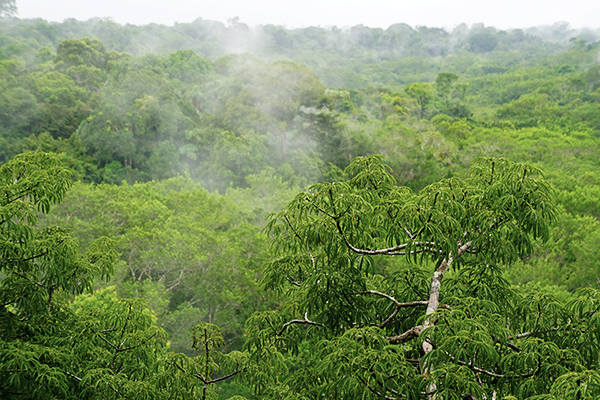 Regenwald im Yasuni Nationalpark