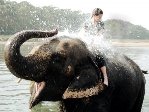 Elefant spritzt Reisende nass, Nepal