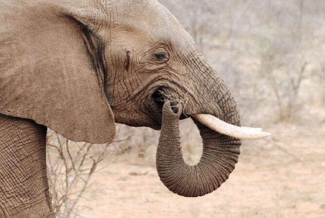 Elefant beim Fressen, Südafrika