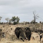 Elefant liegend von vorne, Kruger Nationalpark