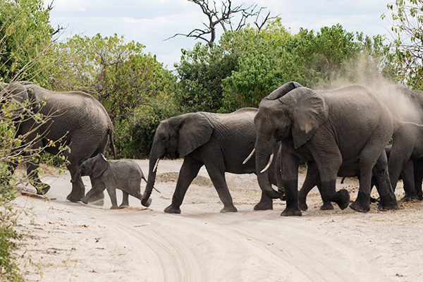 Elefanten im Addo Elephant Park