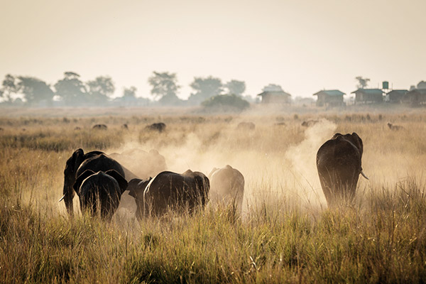 Herde Elefanten im Krüger Nationalpark, Südafrika