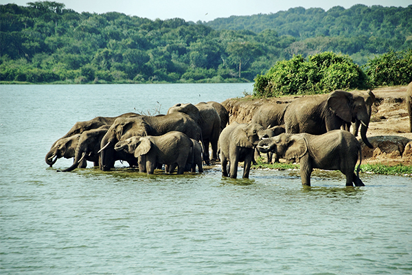 elefanten-queen-elizabeth-nationalpark-uganda