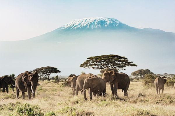 elefanten-kilimanjaro-tansania