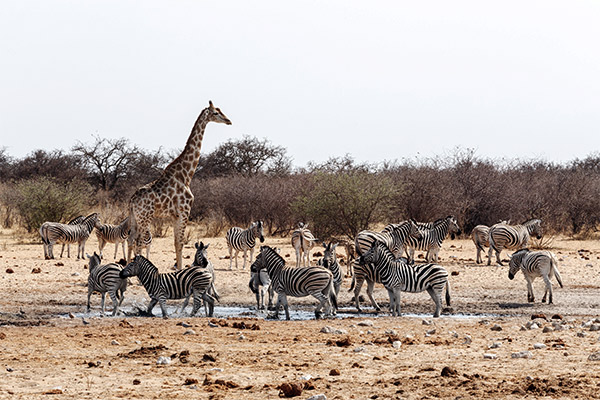 Etosha Nationalpark, Namibia