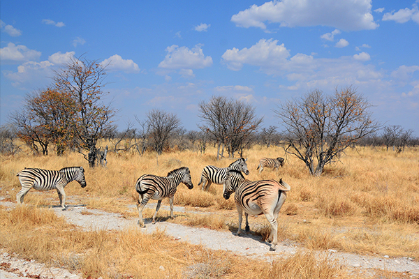 Zebras im Etosha Nationalpark