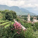 Schönes Panorama auf Weinberge, Meran und einen rosa Busch.