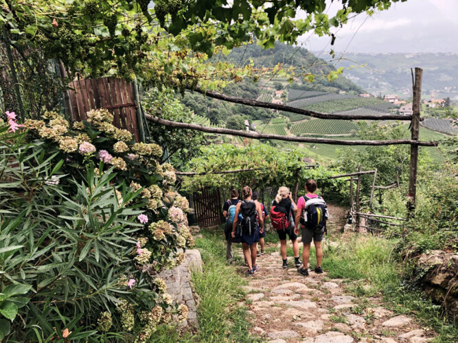 Wandergruppe auf gepflastertem Weg, Weinberge.