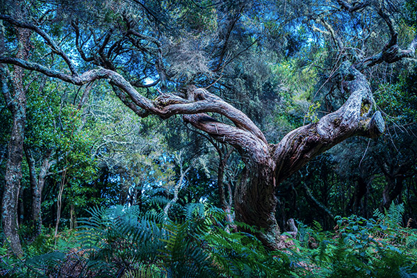 Alter Lorbeerbaum, Fanal, Madeira