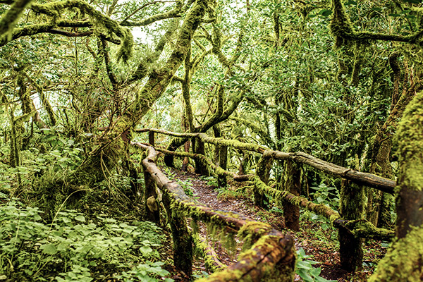 Bewachsene Brücke im Urwald Garajonay, La Gomera