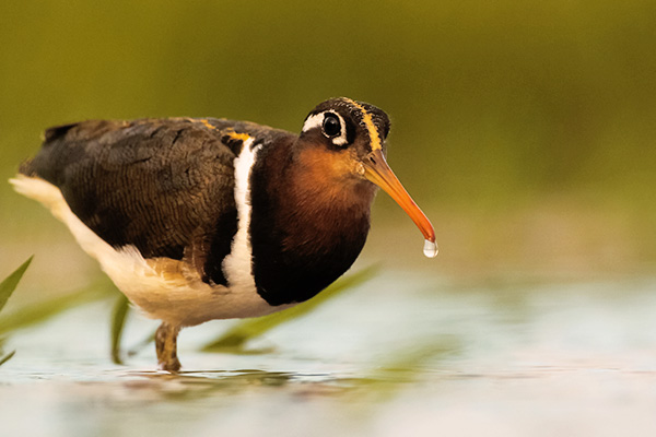 Der Buntbekassine beim jagen