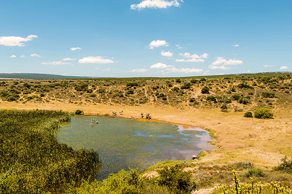 Addo Elephant Nationalpark