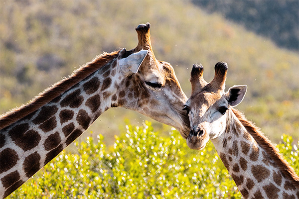 Giraffe in Gondwana Game Reserve