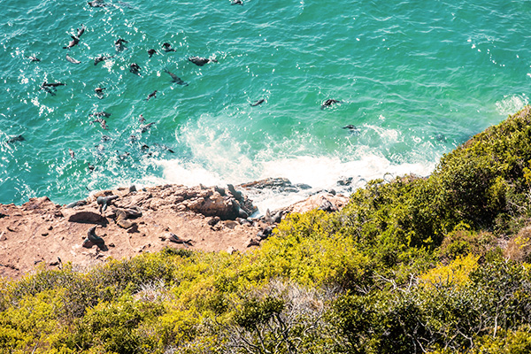 Robben im türkisfarbenen Wasser des Robberg National Reservats