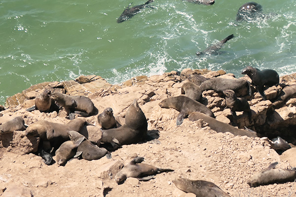 Robbenkolonie im Robberg Nature Reservat