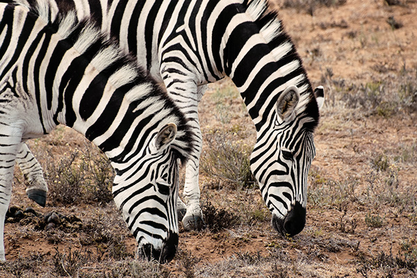 Zebras im Addo Elephant Nationalpark