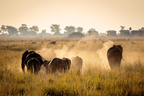 Elefantenherde im Addo Elephant Nationalpark