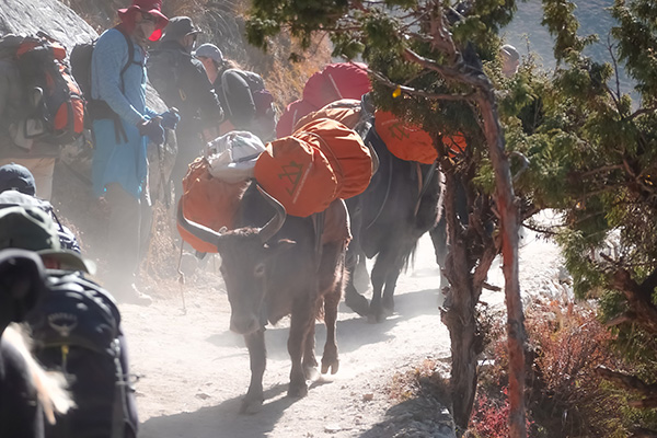 Materialtransport in Tengboche, Nepal