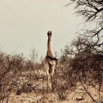 Giraffe von hinten, Kruger Nationalpark