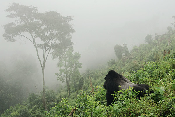 Silberrücken Gorilla, Uganda