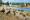 bisons