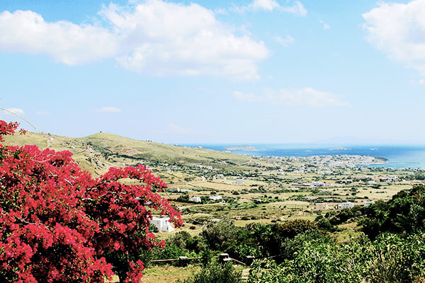 Blick auf Gavrio und die Küste mit roten Blumen im Vordergrund auf der griechischen Insel Andros