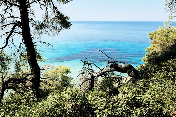 Blick auf das Meer mit Bäumen im Vordergrund auf Kassandra in Griechenland