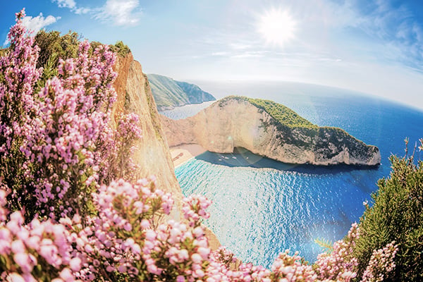 Blick auf den Navagio Strand mit rosa Blüten im Vordergrund auf der griechischen Insel Zakynthos