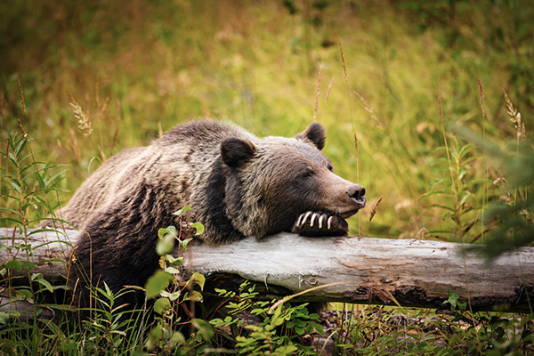 Grizzly Bär im Banff Nationalpark, Kanada