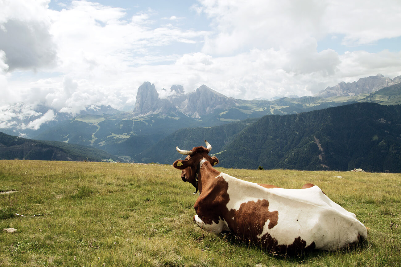 Kuh Dolomiten