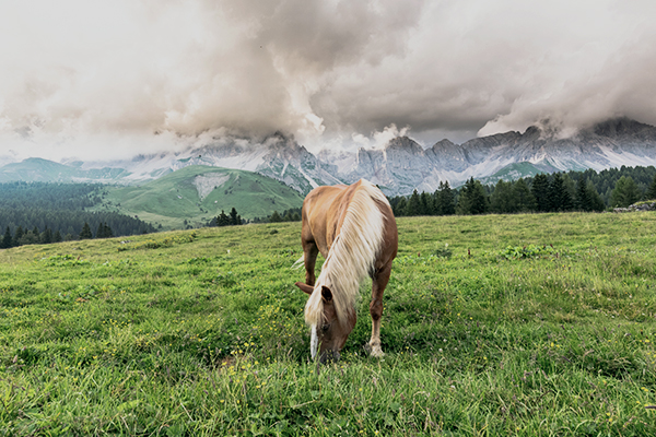 Haflinger in den Alpen