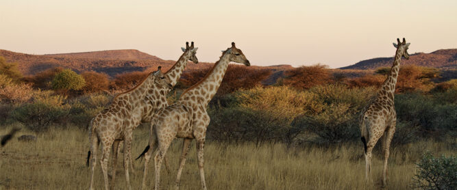 Beste Reisezeit für Namibia