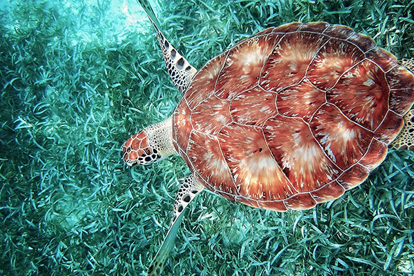 Hol Chan Marine Reserve, Belize