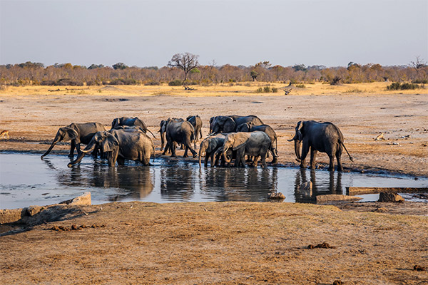 Hwange Nationalpark, Simbabwe