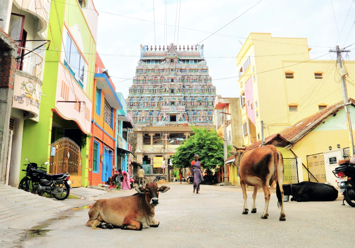 Kühe stehen und liegen vor dem Tempel Tillai Nataraja in Indien.