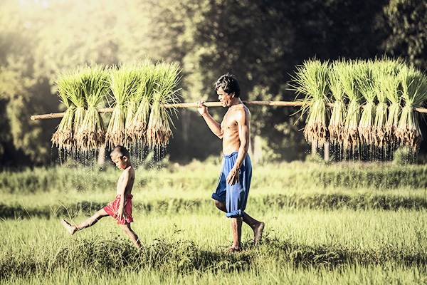Mann und Junge im Reisfeld