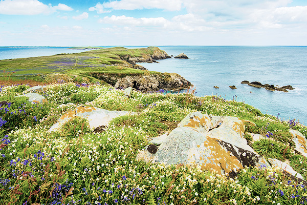 Blumenwiese an der Küste von der irischen Insel Great Saltee