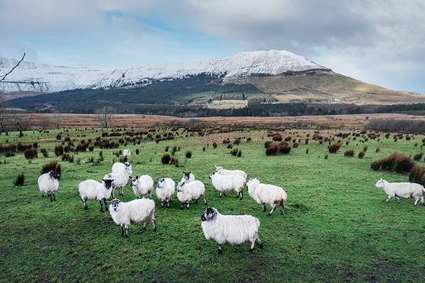 Schafe in der Winterlandschaft Irlands