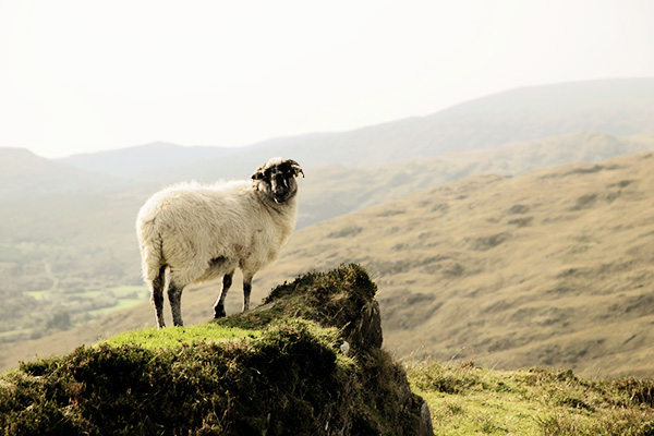 Schaf Irland