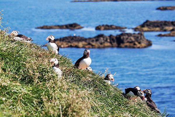 Papageientaucher bei Borgarfjörður Eystri