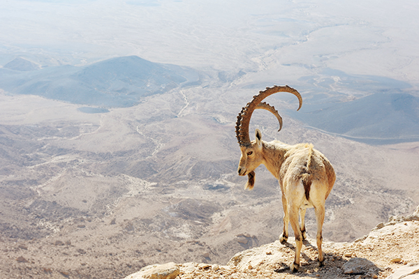 Bergziege in Makhtesh Ramon